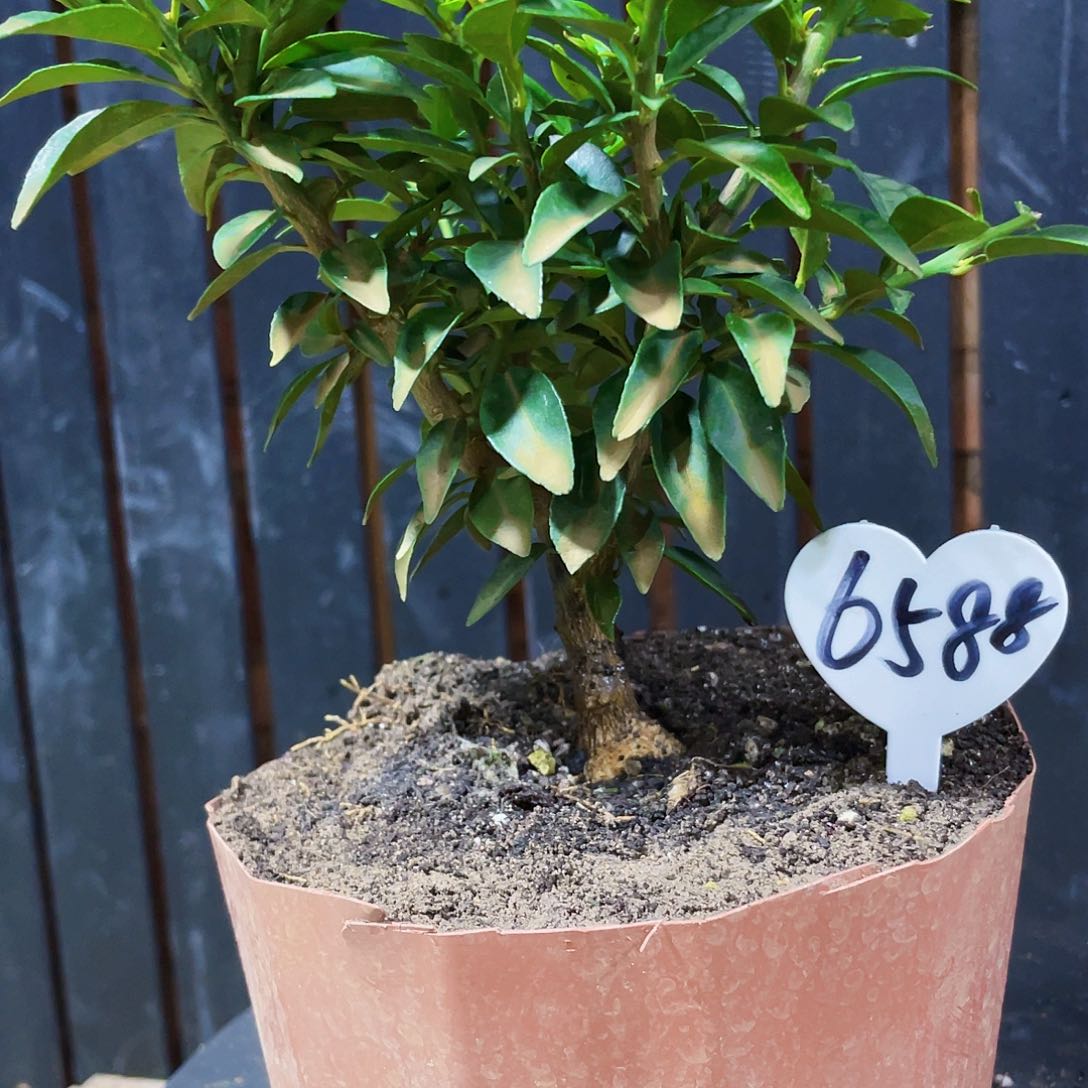 完全开放自***乐八房柑八房柑