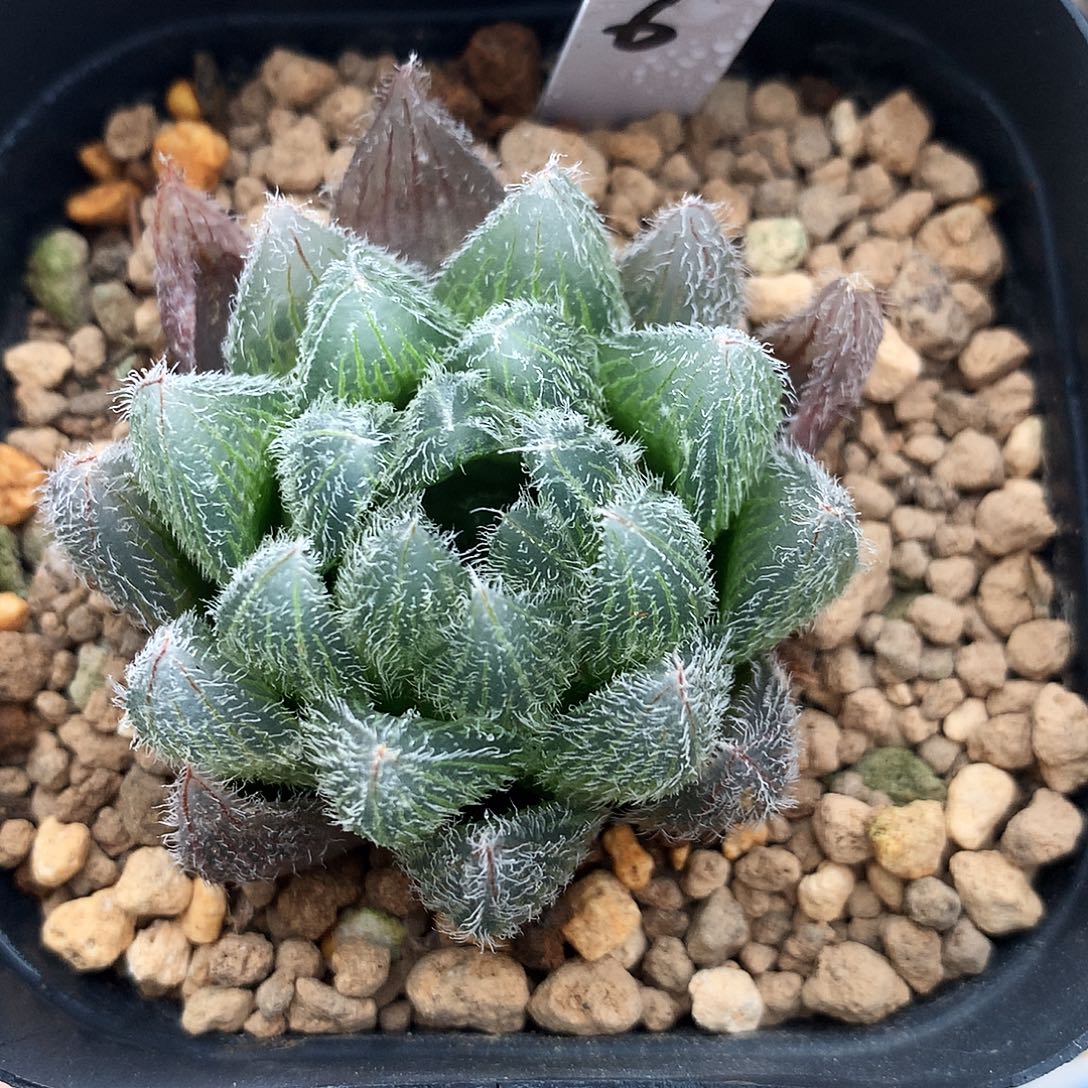 萌***生一物一拍，带盆带土，6号