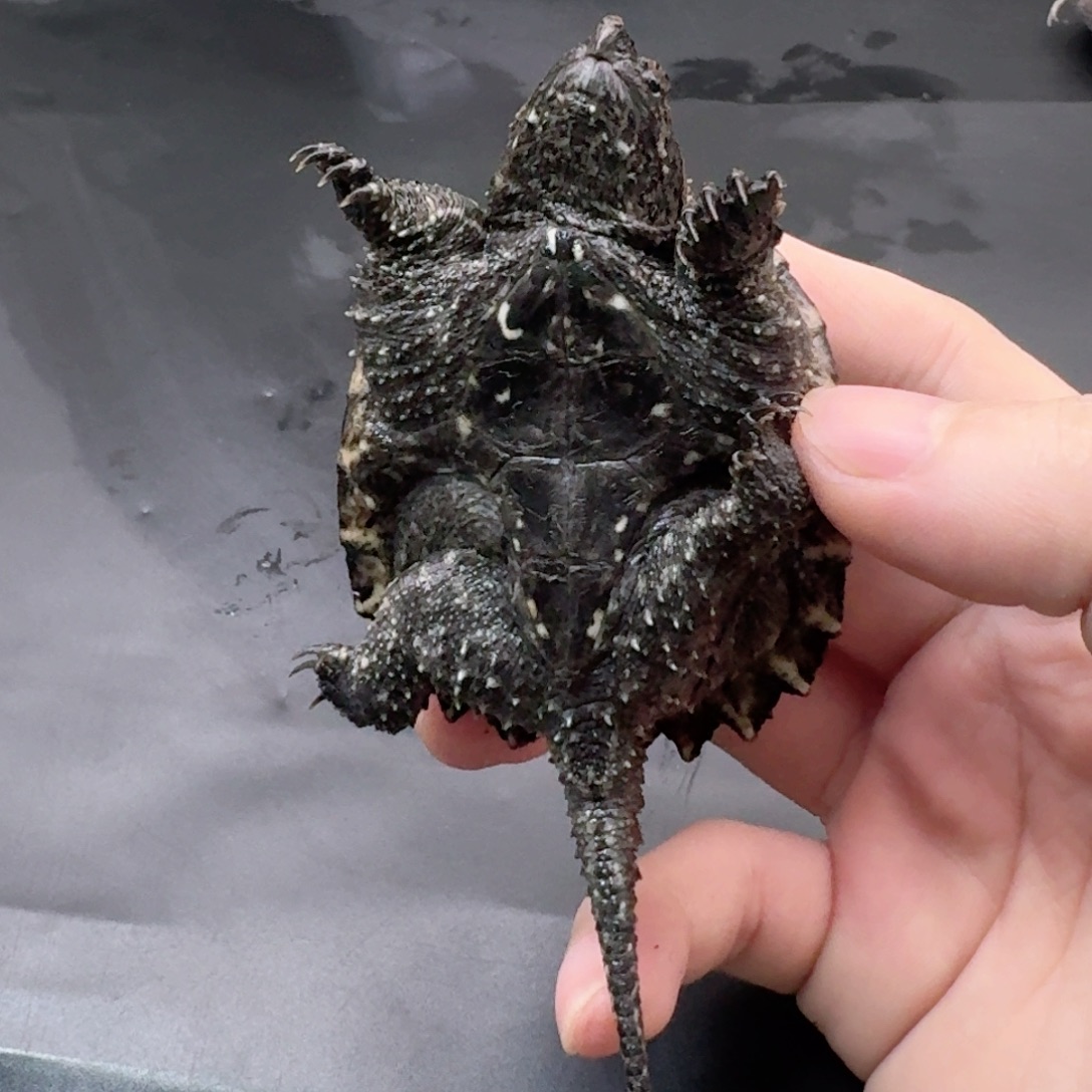 宠物龟不分公母111