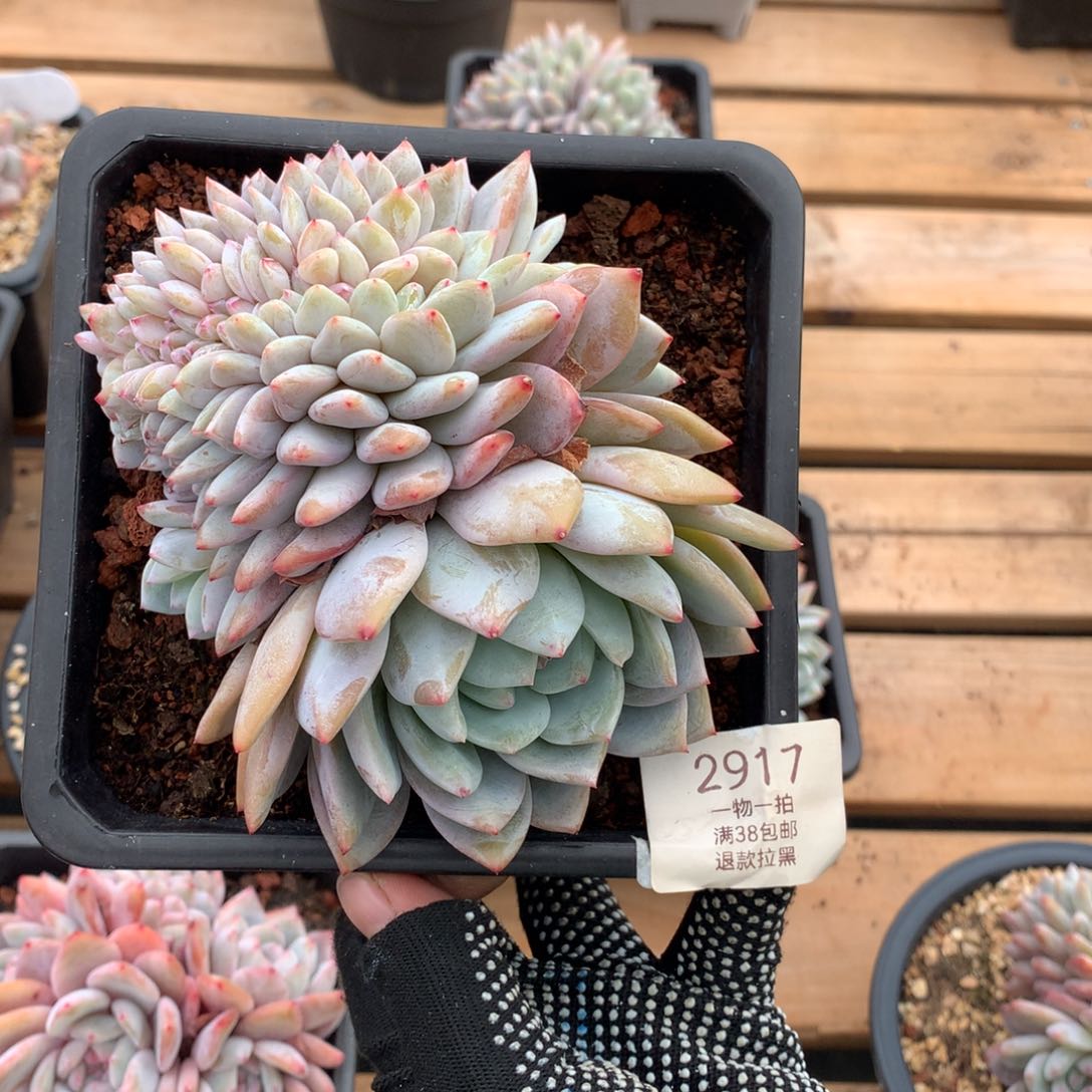 14厘米胸花星影缀2917