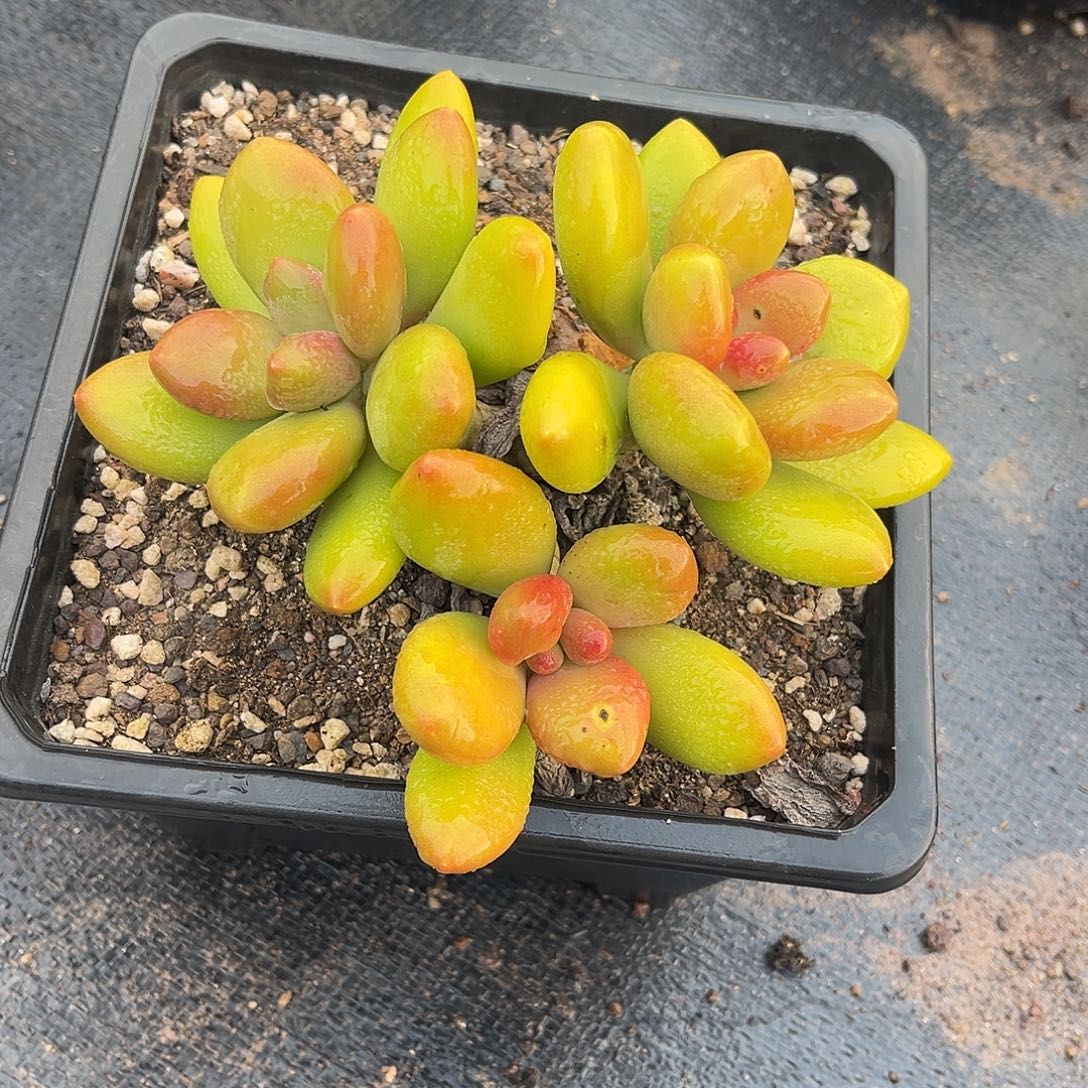 正版芒果奶小鹿多肉一物一拍