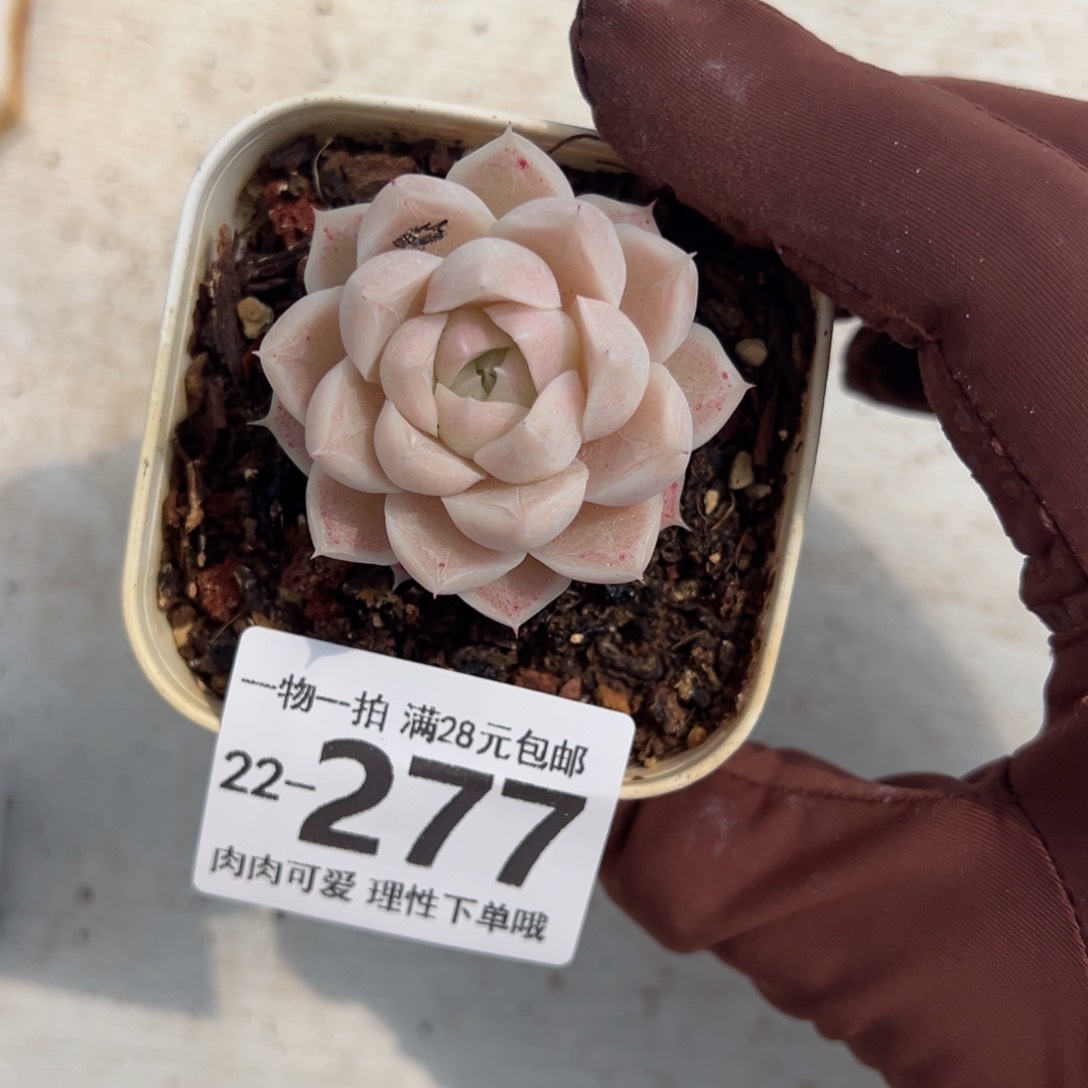 奶油美人多肉多肉多肉