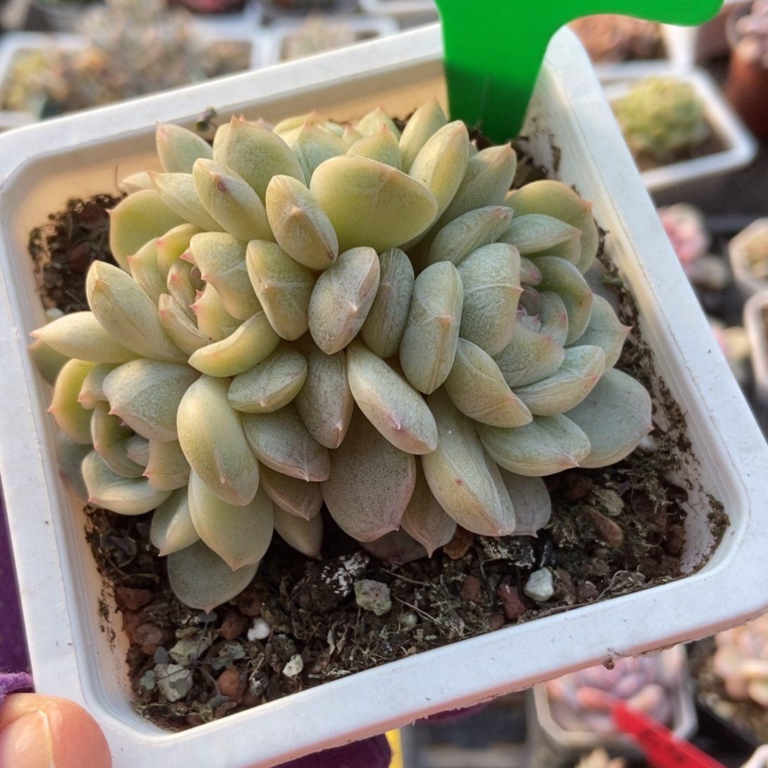 776白恋多肉植物多肉