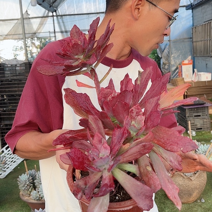 钻石锦老桩清货福利