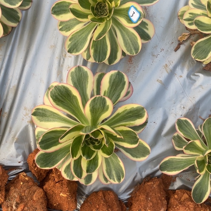 红陶3燕子2个白锦锦锦