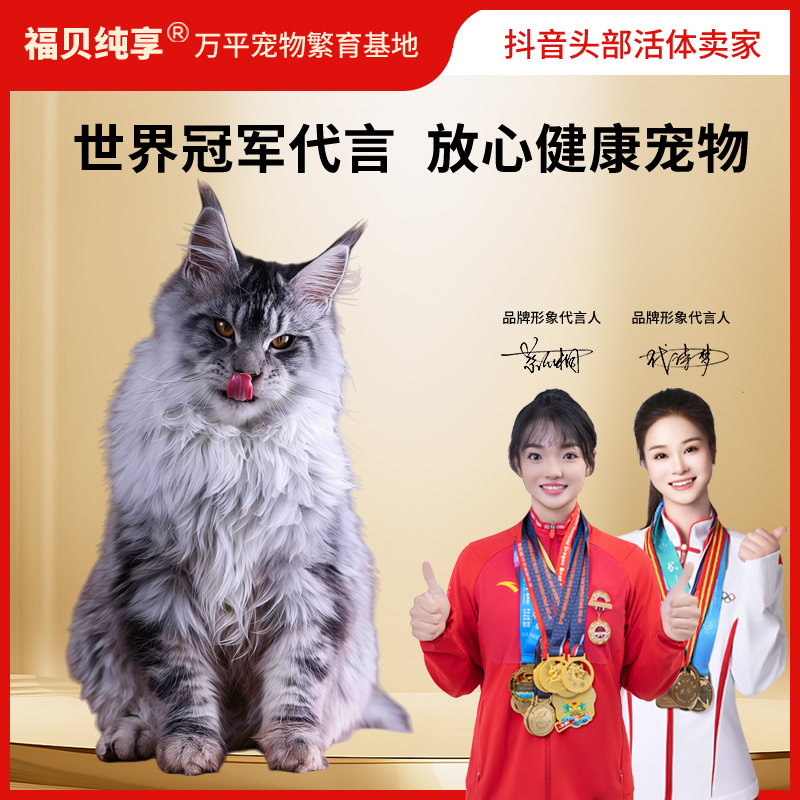 【0元起拍半小时炸一只】直播间专享缅因猫幼猫幼崽纯种大脚缅因猫