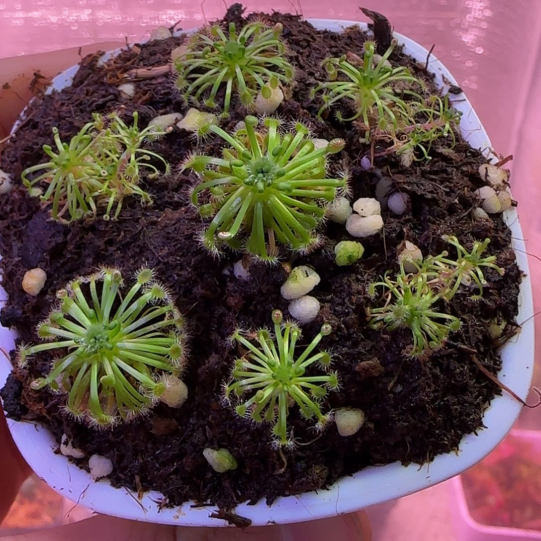 无花朵专拍迷你茅