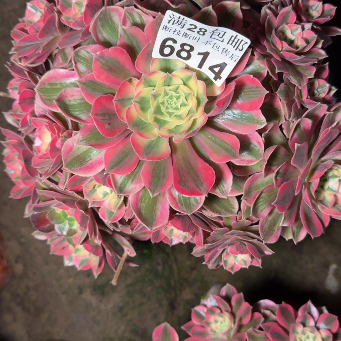 6814女妖不包断枝多肉