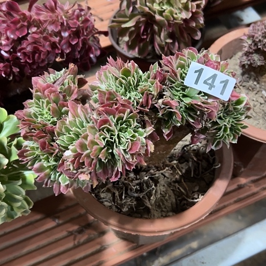 用***5一颗多肉法师植物 141