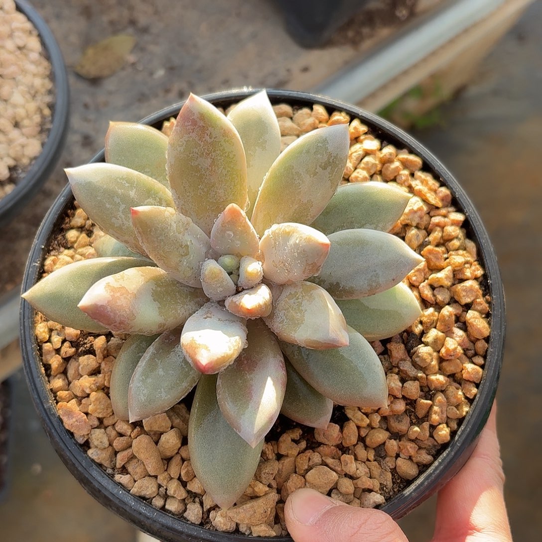 艾***园哥特萝莉555555533555555