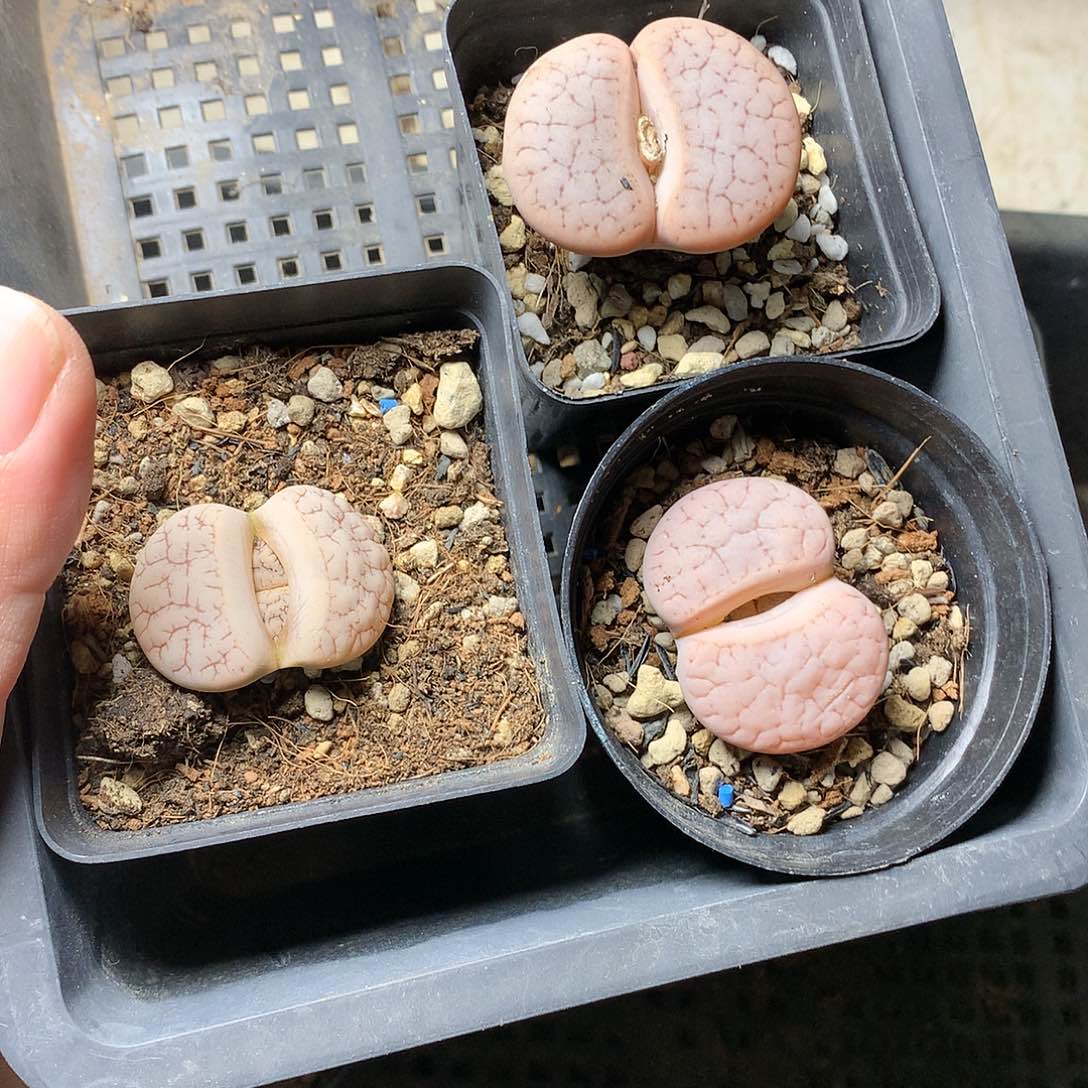 °A10多肉植物保护