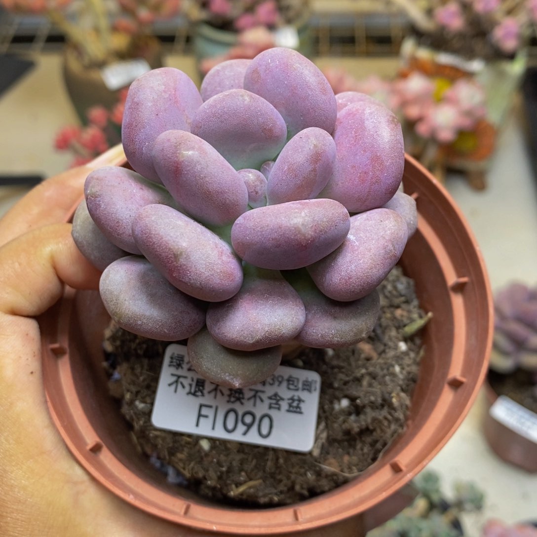090月美人多肉7c m