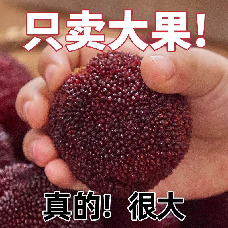 （9A大果）单果20—30g，东魁杨梅现摘现发新鲜水果孕妇水果1—4浙江省