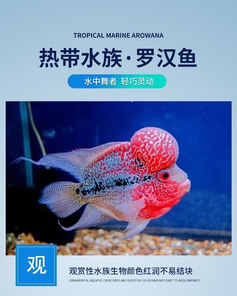 罗汉鱼精品罗汉鱼鸿运当头火凤马骝元宝满银观赏鱼宠物鱼