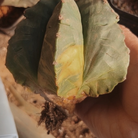 1066处理木心根仙人球