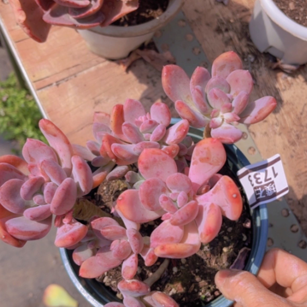 【闪购商品】灰姑娘1733