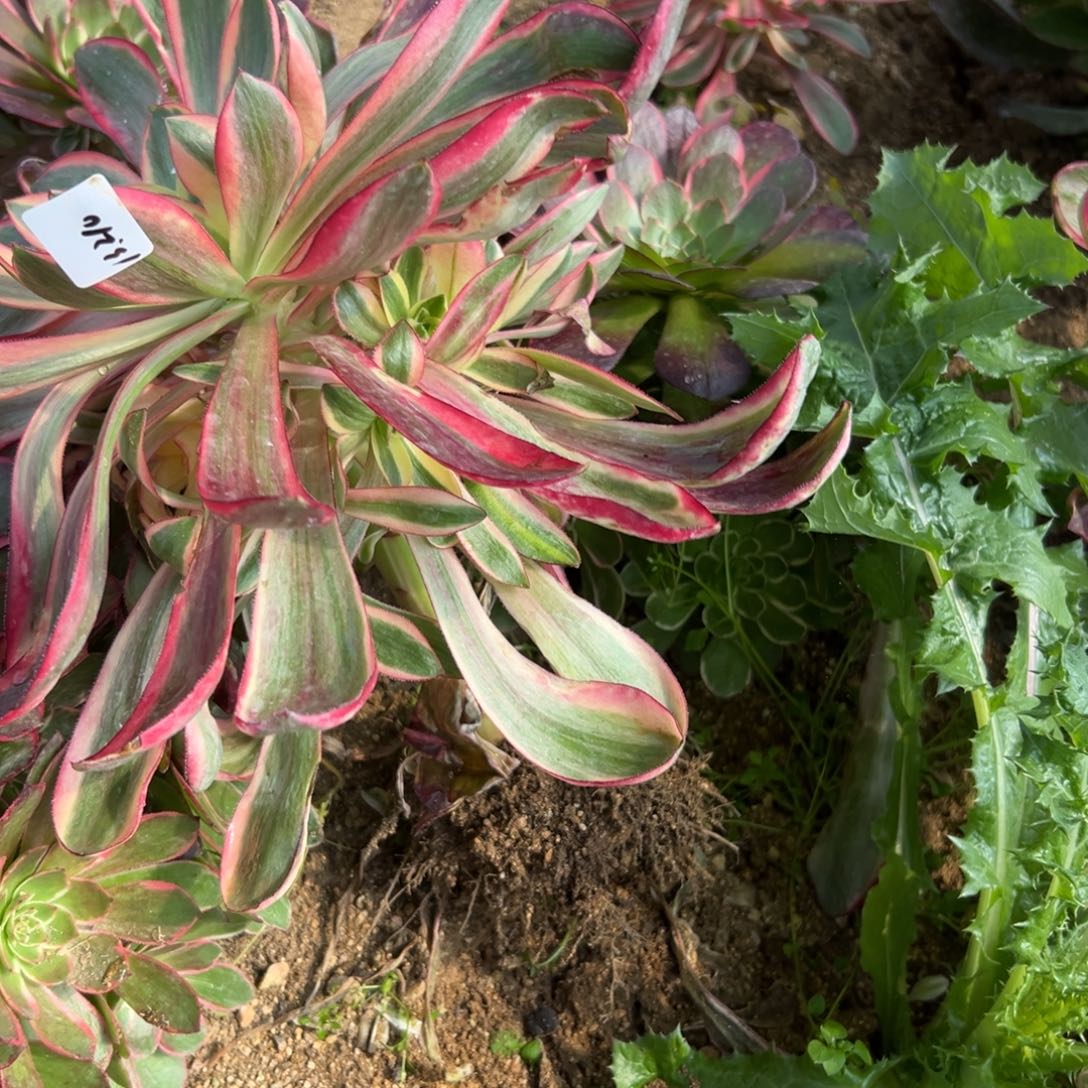 210红魔女多肉一