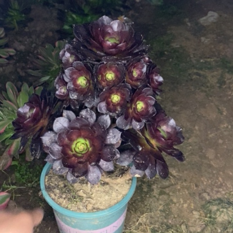 黑寡妇多肉植物024