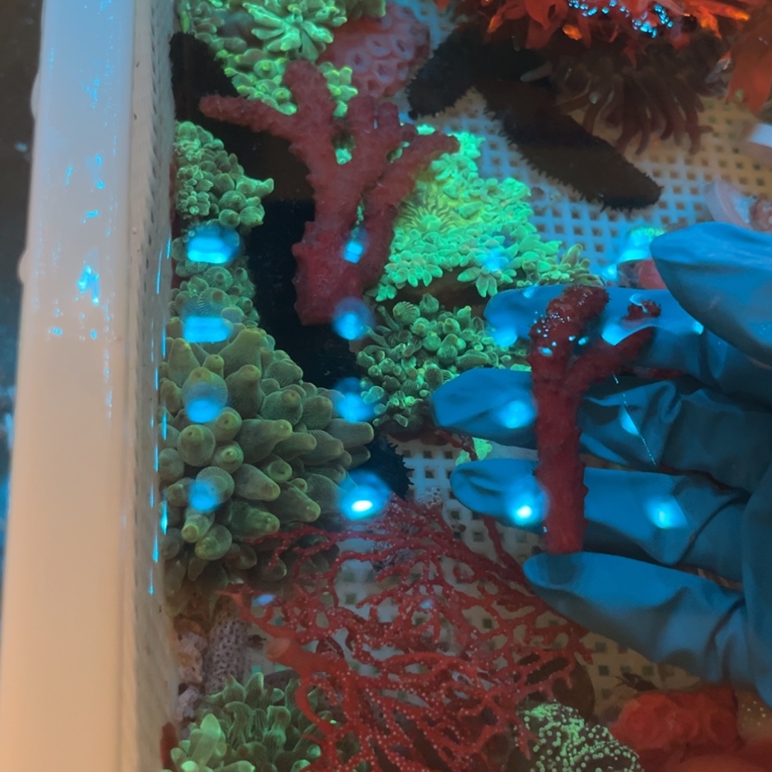 G***.奶嘴海葵绿手指111111