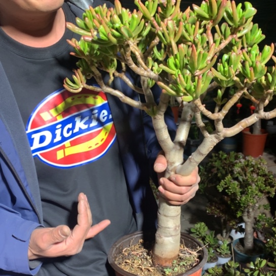 L****A2915纤纤玉指脱土发