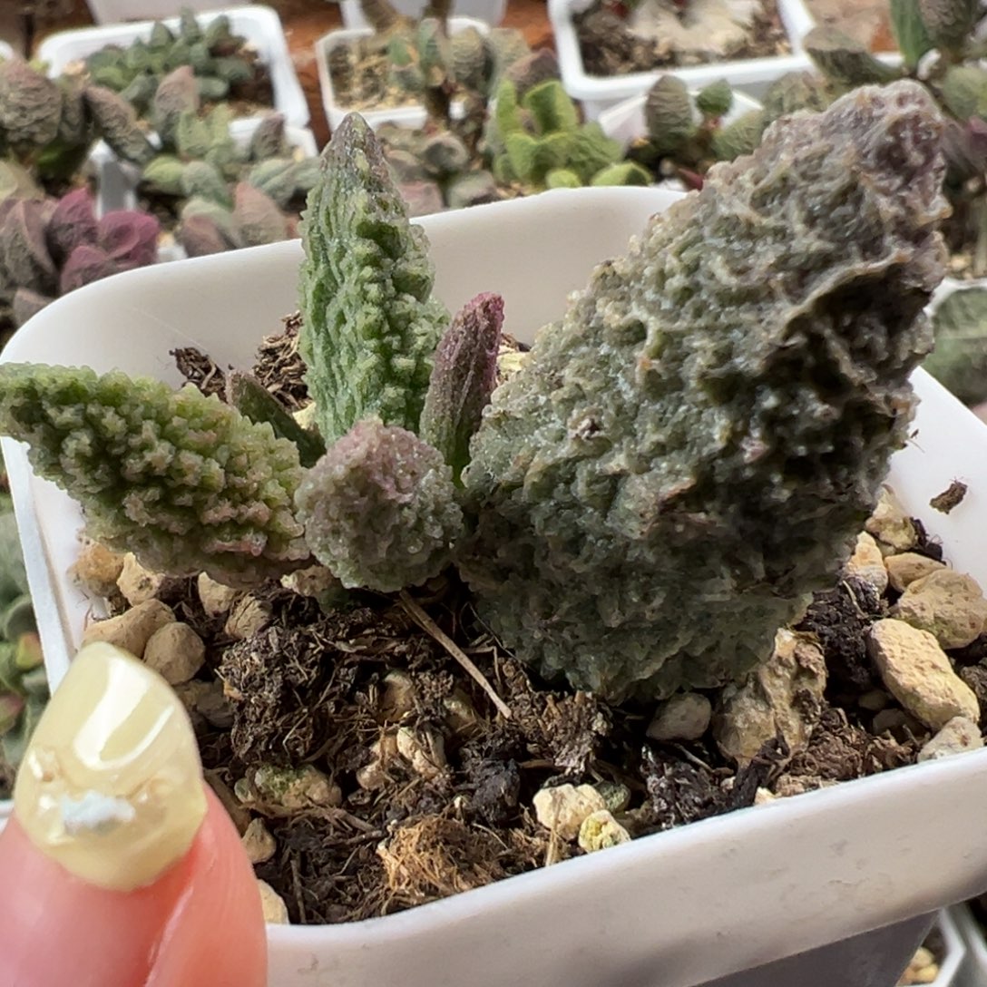 苍龙大苗多肉植物水泡