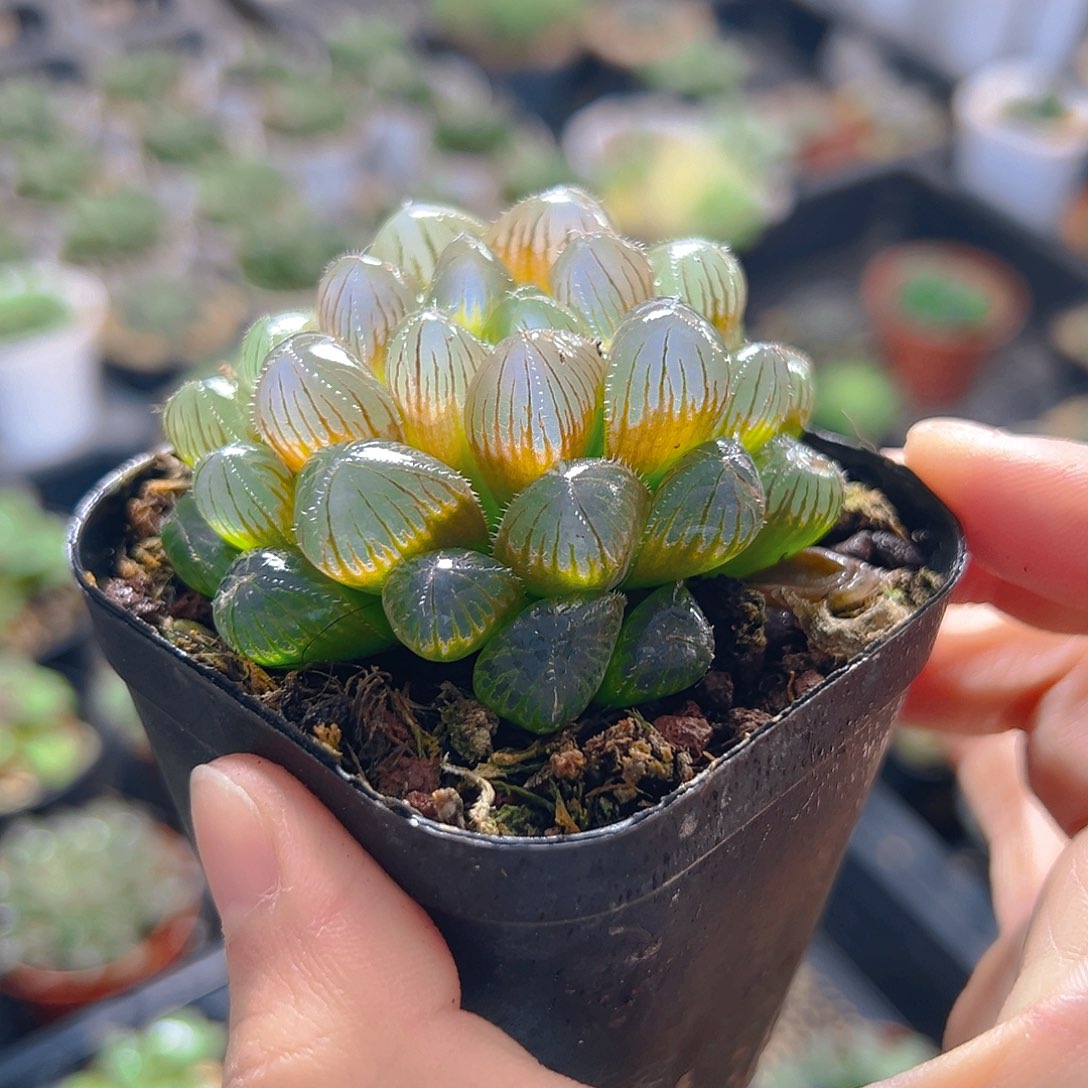 彩色洛神玉露多肉一颗