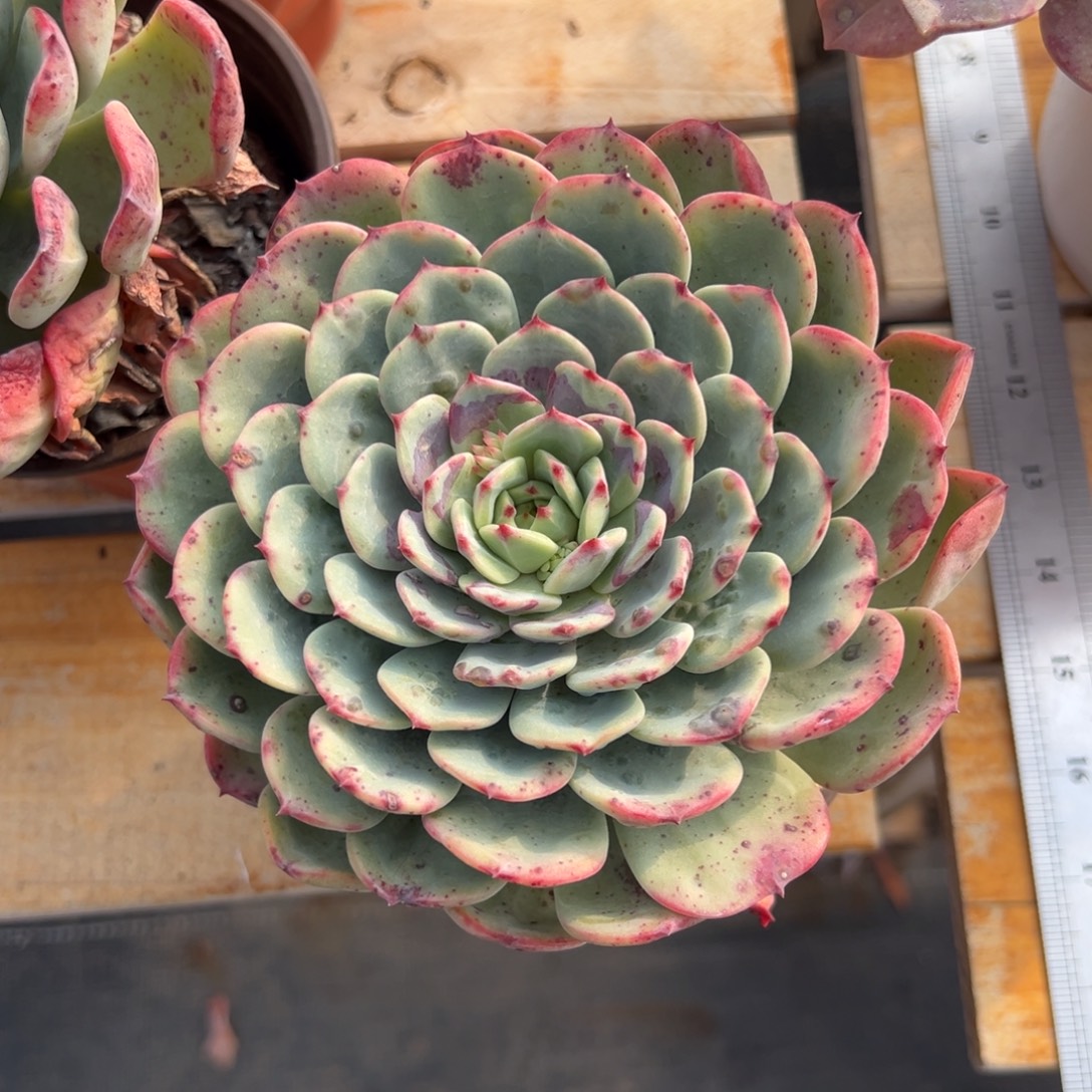 多肉单头三文鱼【非偏远满18包邮】