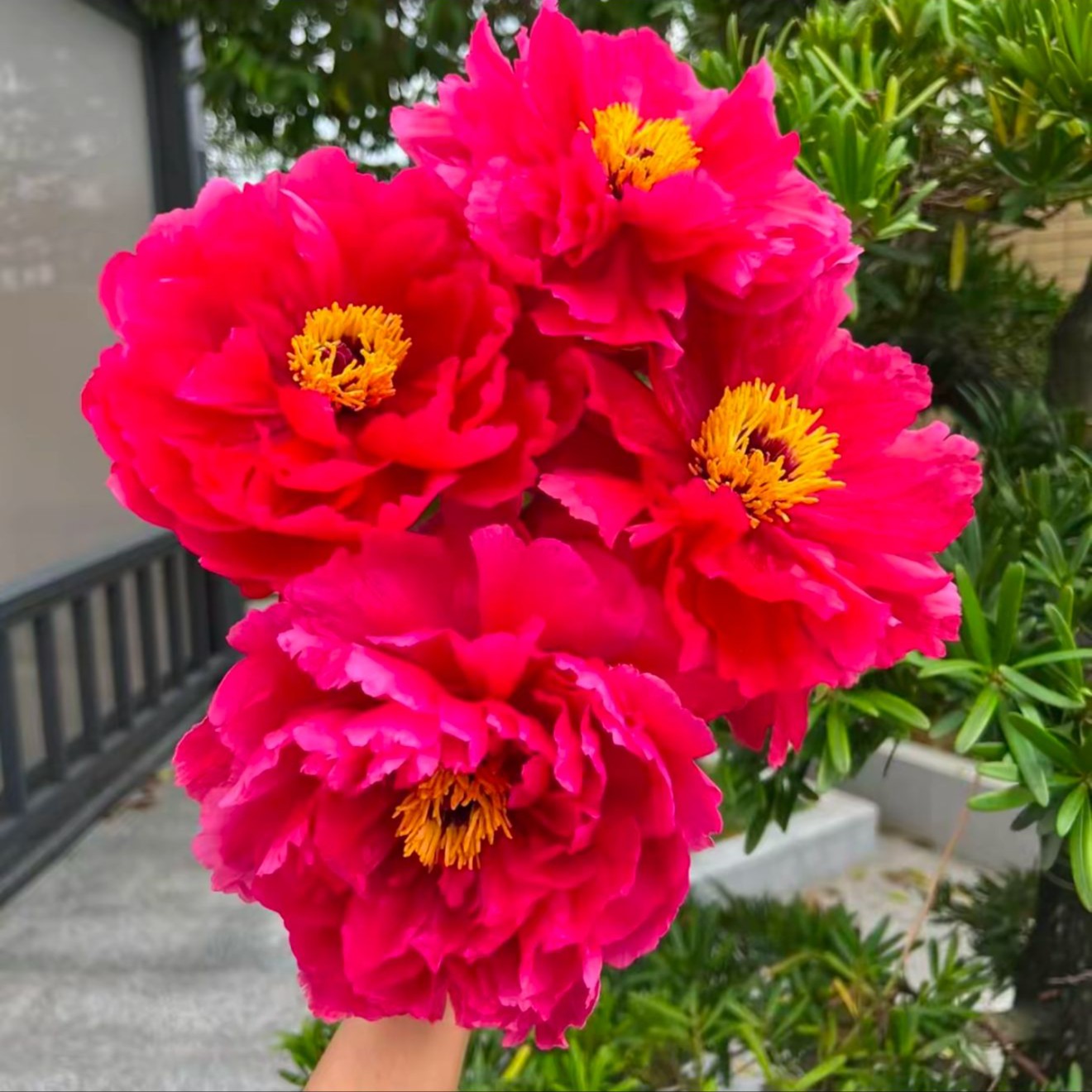 【旭港一颗】国色天香牡丹