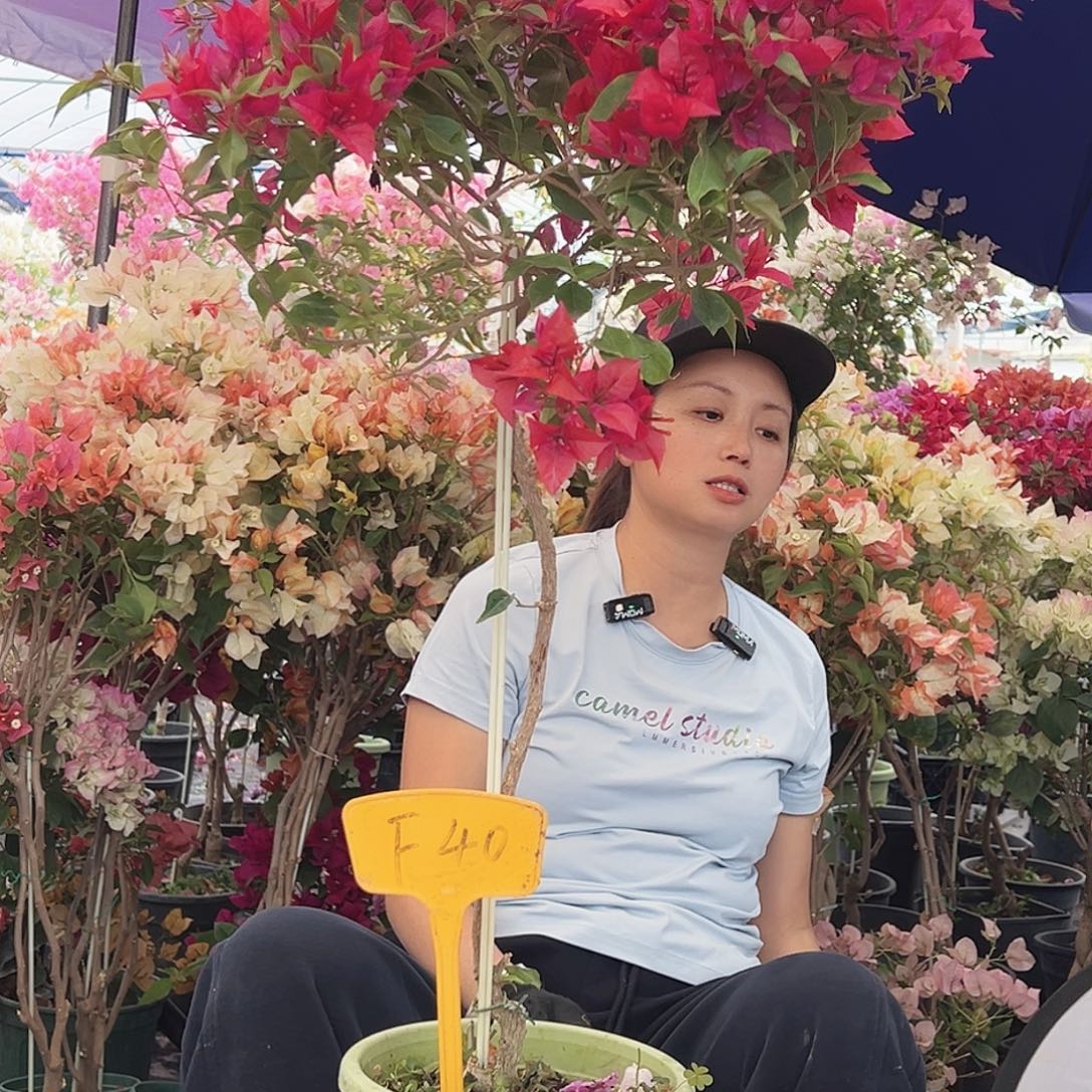 顺***水大部分花苞少量开放F40酒红桑巴