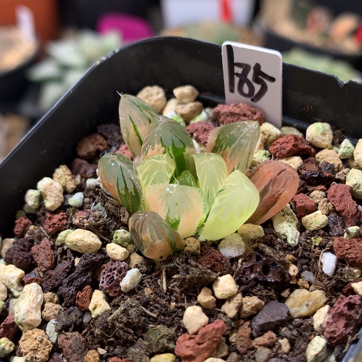 夏沫玉露锦锦带盆土发货