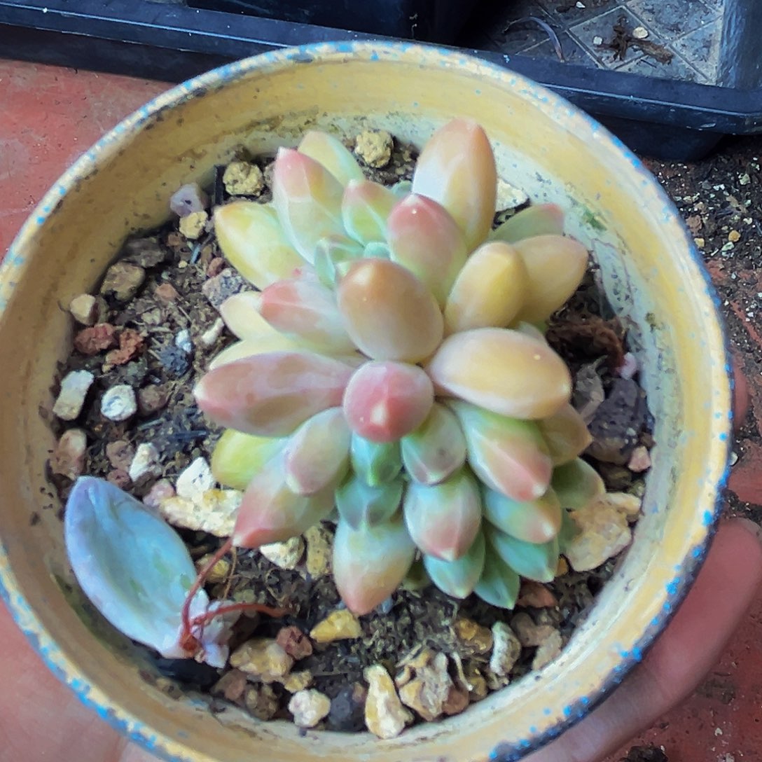 桔云多肉美人系列精品