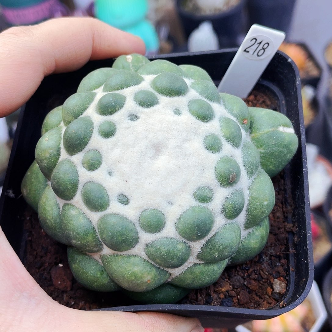 非偏远地区满25包邮仙人球