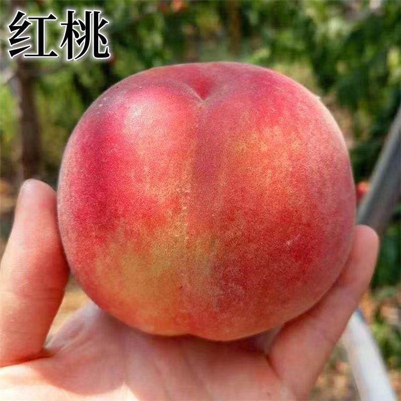 中桃52桃树苗大红桃树苗（6月成熟）南方北方均可种植