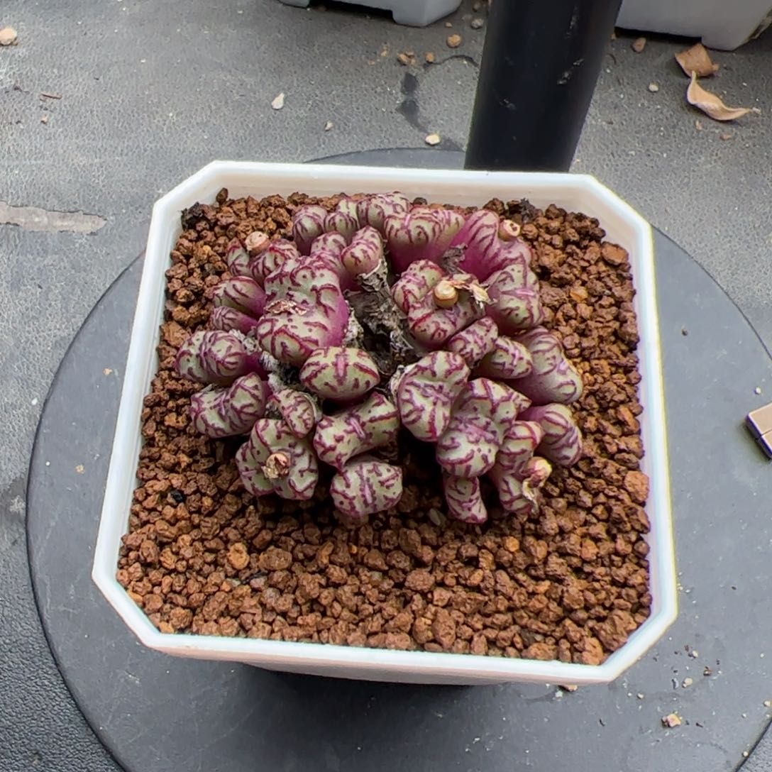 含***絮0212号安贞 多肉植物