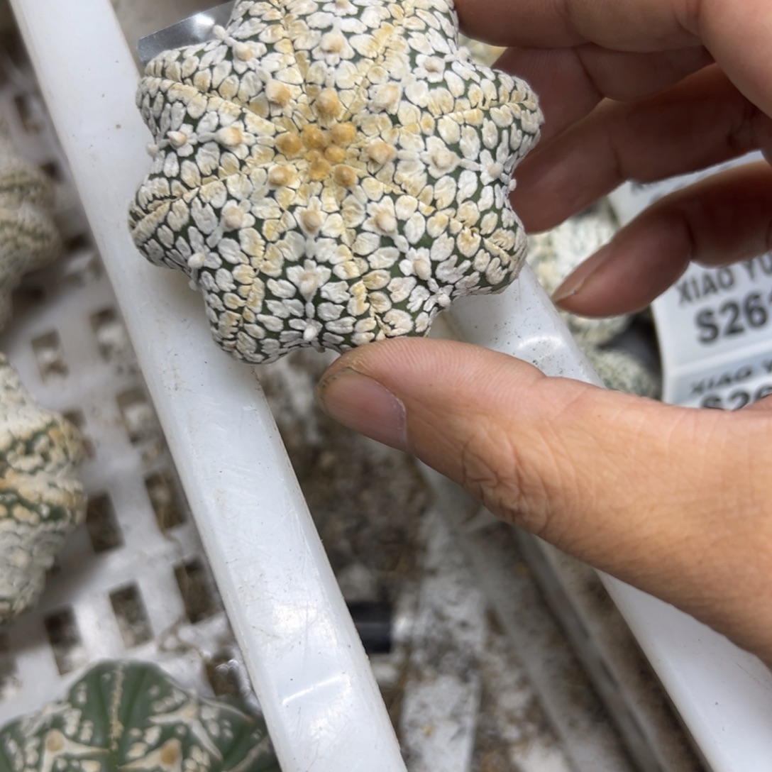 ****友S264号兜仙人球多肉