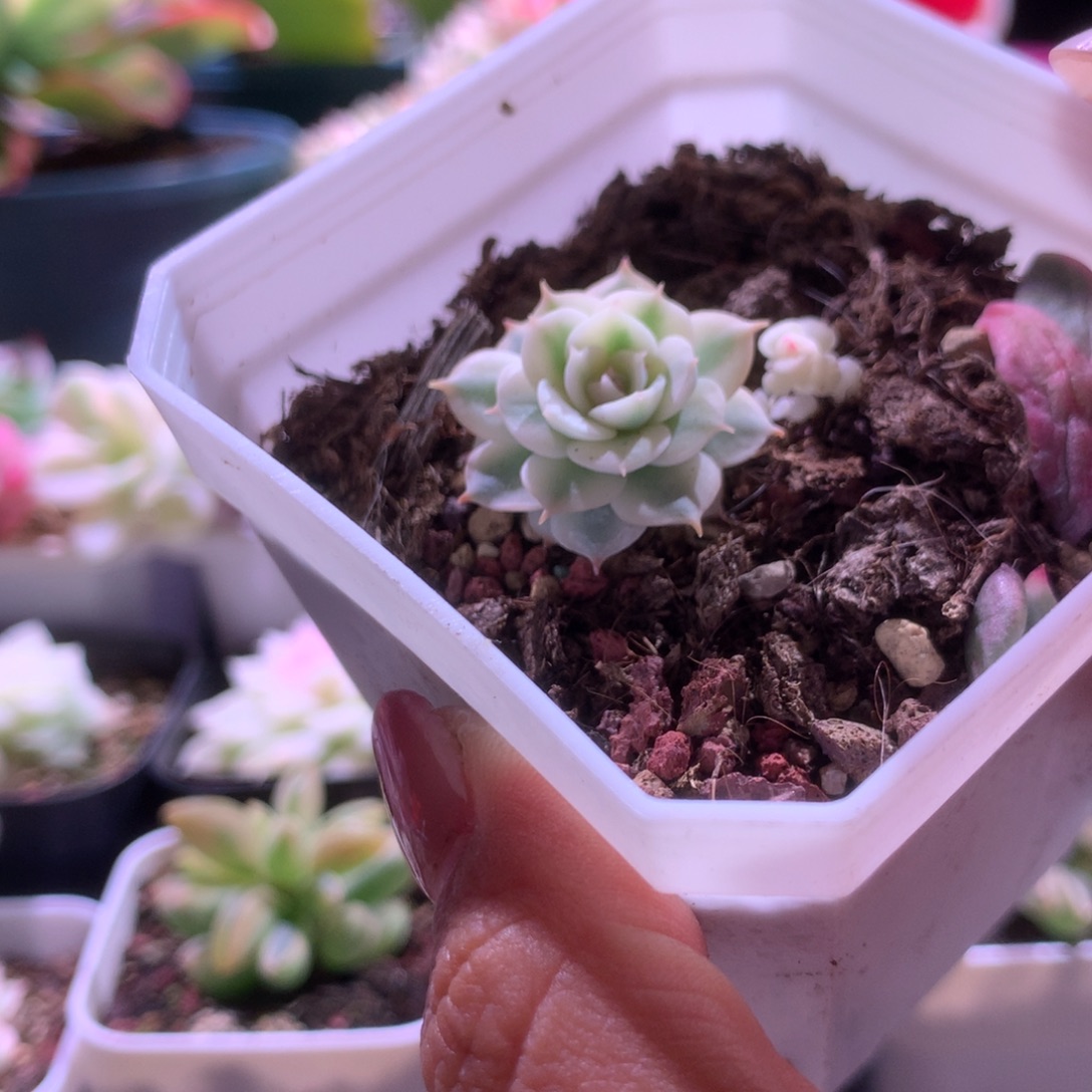 福利光环覆轮锦有根