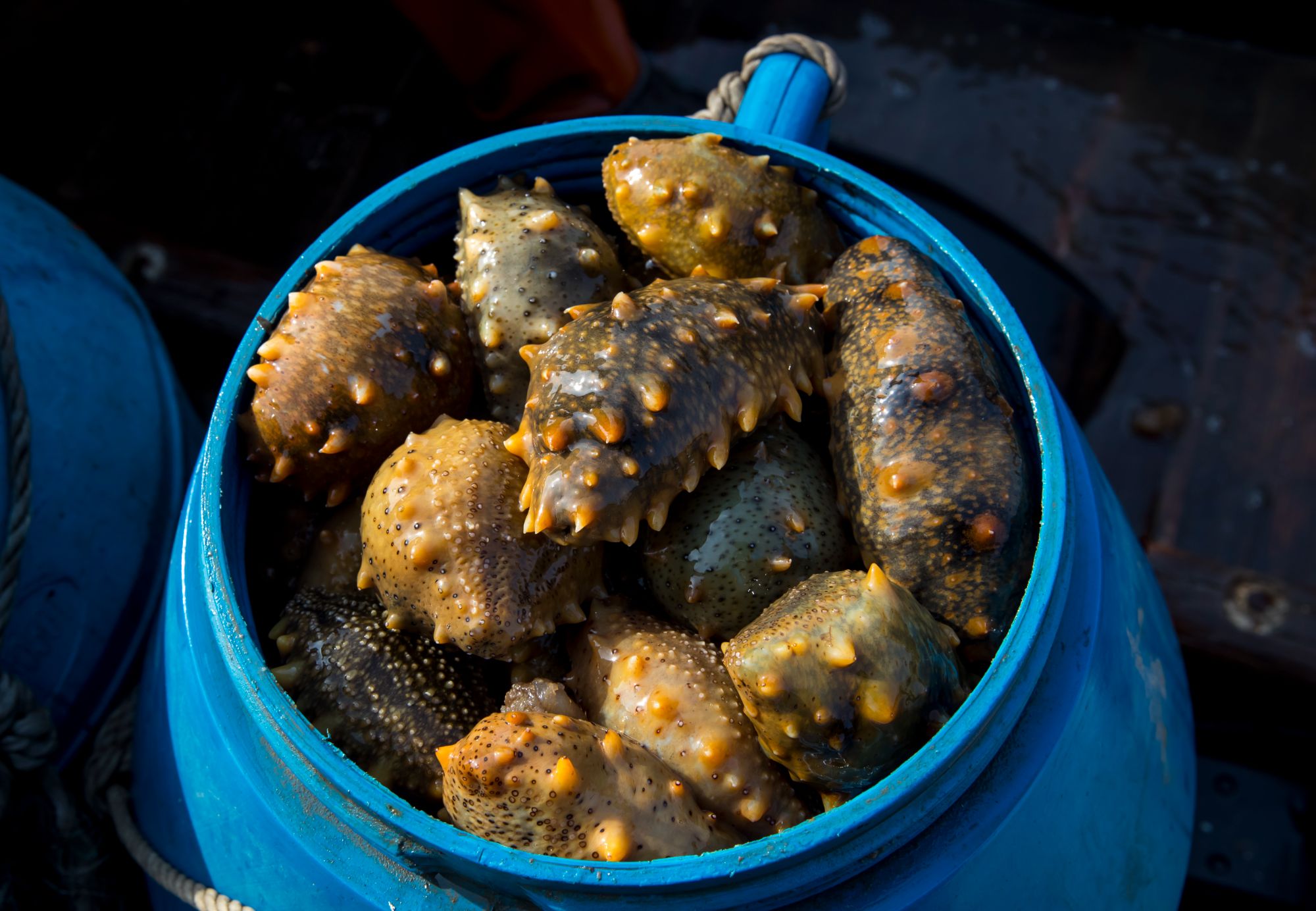 【塞里岛海参】5~8年参全熟发货免费加工