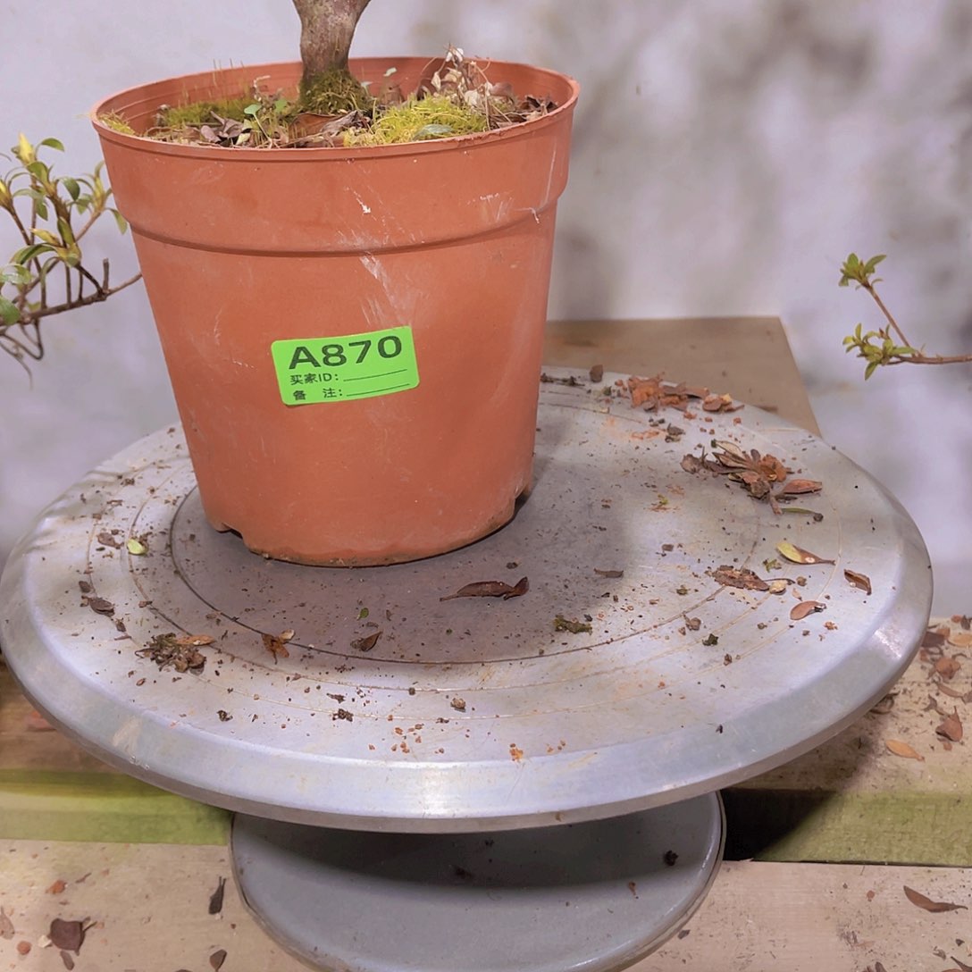 红陶直播时间一直一个