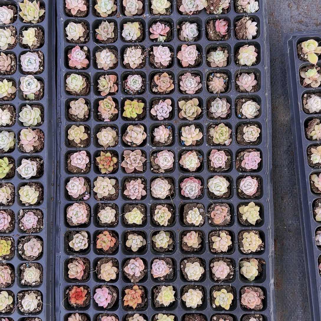 直播一物一拍多肉10