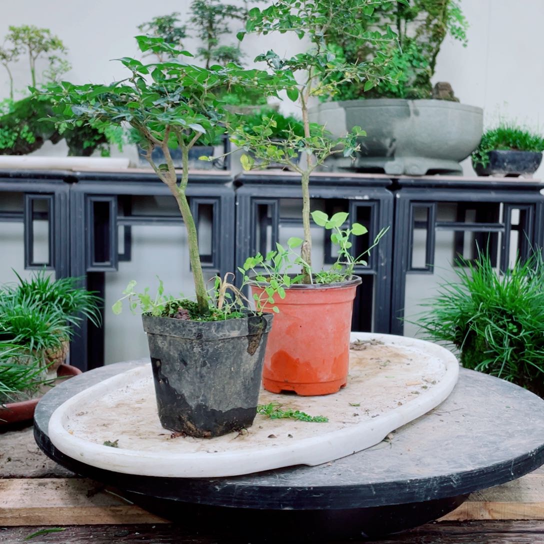 无铅玻璃“****铁线蕨铁线蕨铁线蕨