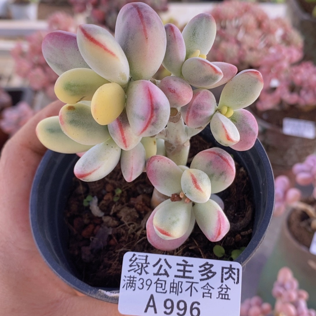 乒乓福娘锦7cm996多肉植物