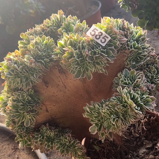 M***叔多肉植物一个白凤