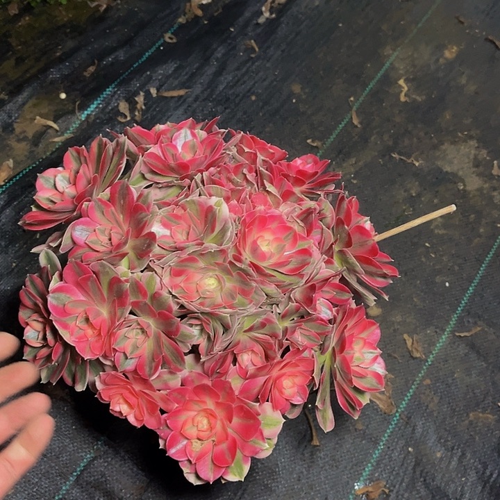 女巫女巫女巫0017