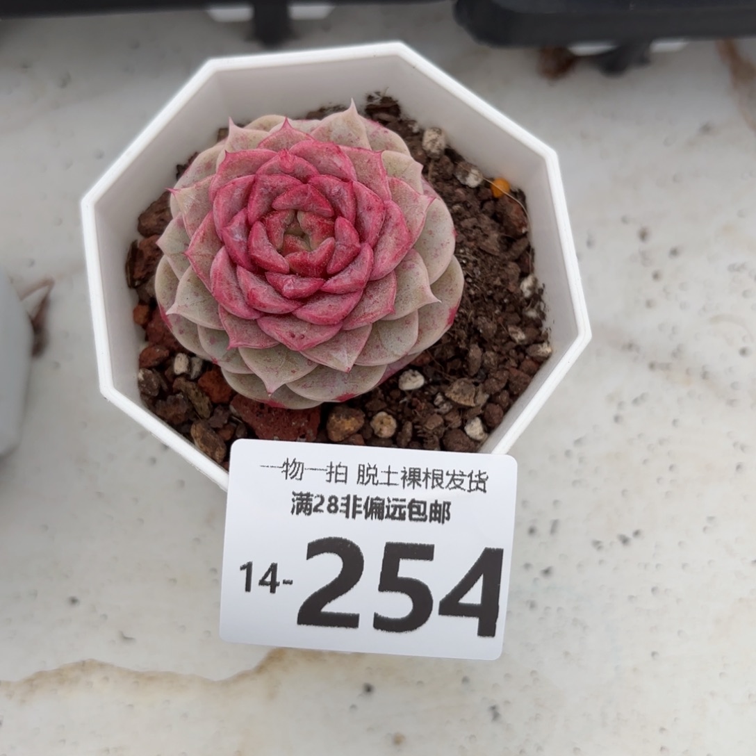 蓝孔雀单头多肉多肉多肉