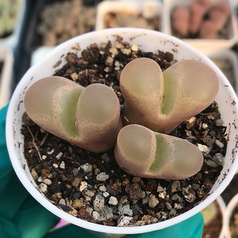 多肉肉锥 3头粉樱风铃