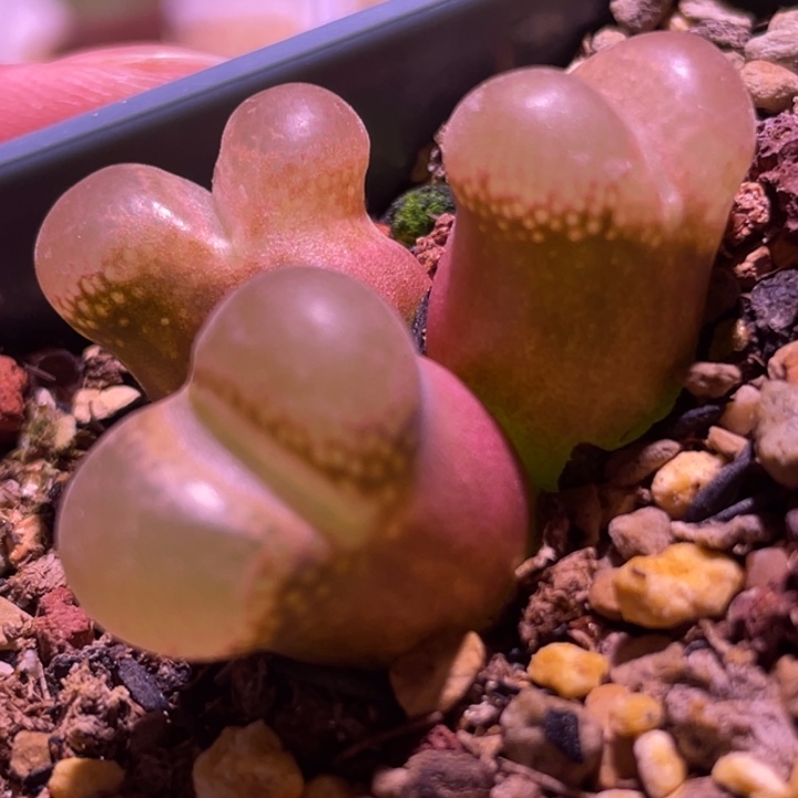 帕法德植物一物一拍