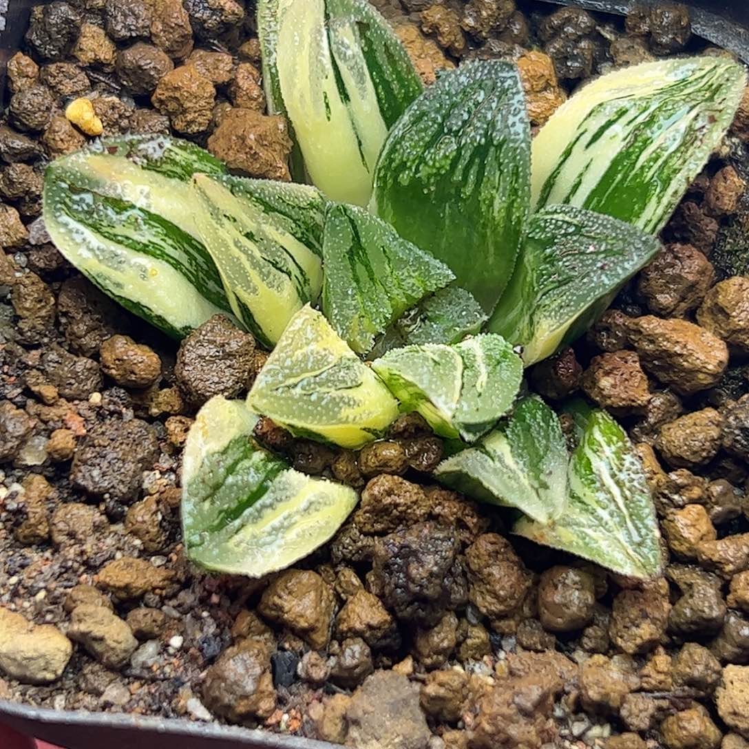 毛蟹锦十二卷多肉植物