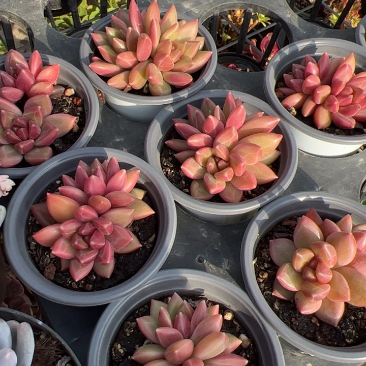 新疆包邮 迷雾泡泡