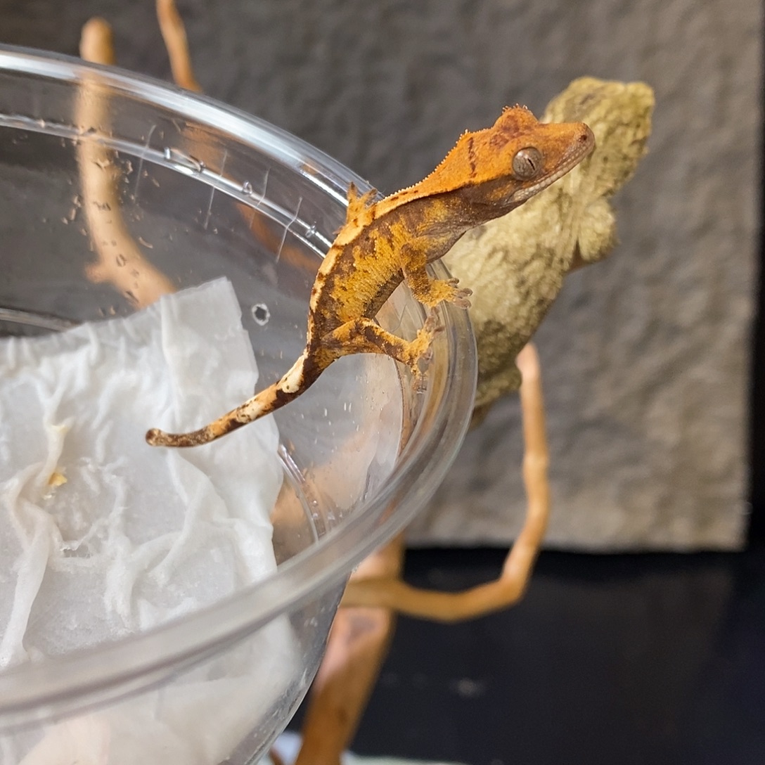 睫角守宫睫角可爱宠物