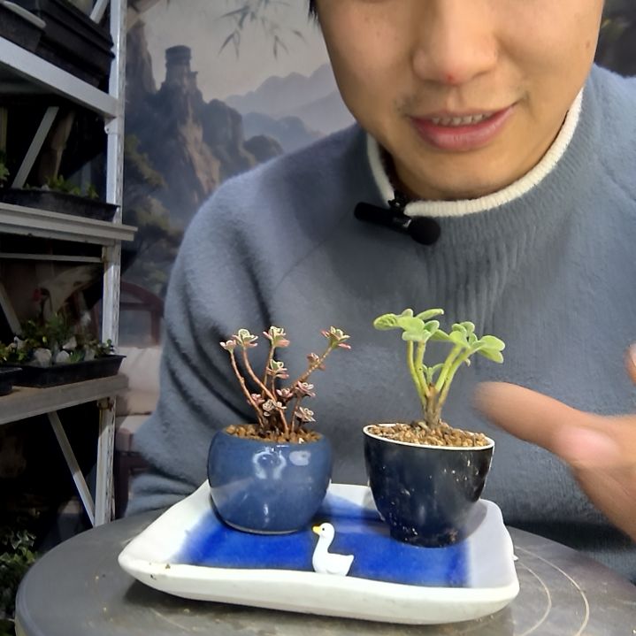 卷****中青园艺一物一拍花484